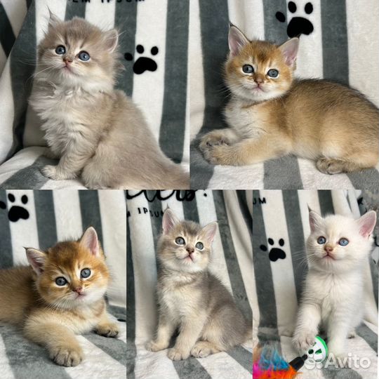 Британские котята золотая шиншилла