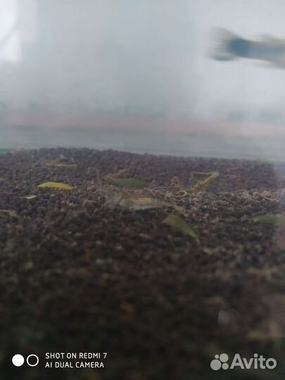 Аквариум укомплектованный