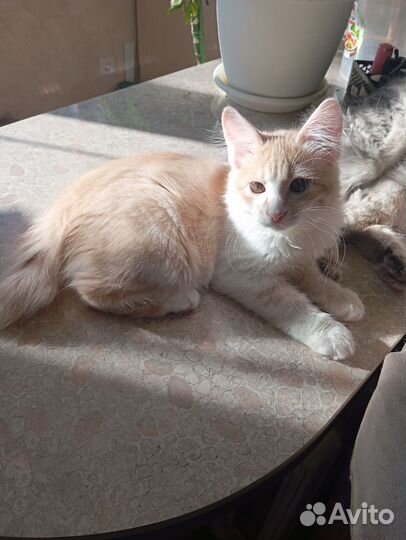 Котопёс