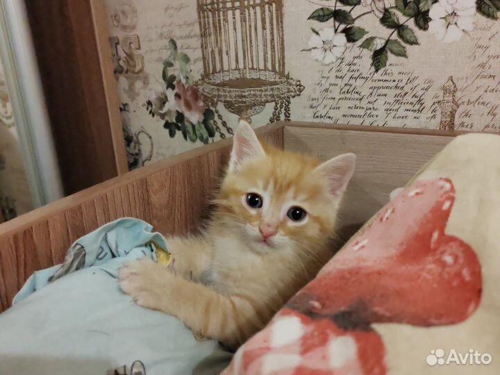 Котята в добрые руки бесплатно