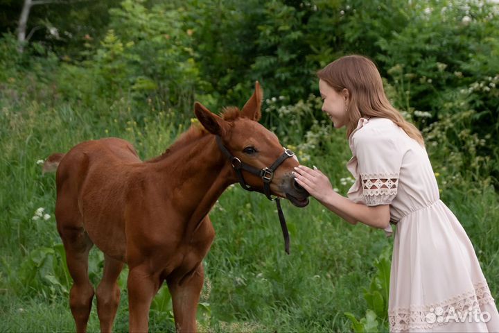 Лошадь кобыла