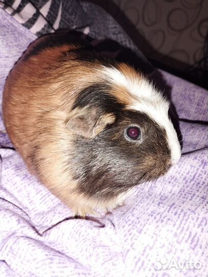 Морская свинка девочка вязка