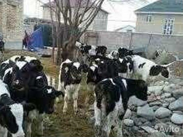 Телята на откорм