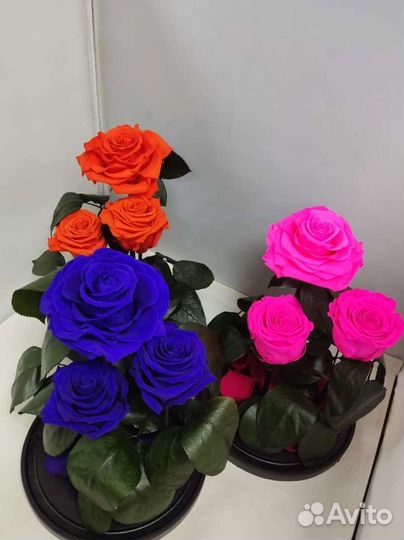 Роза в колбе