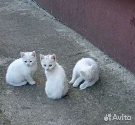 Котята ищут дом