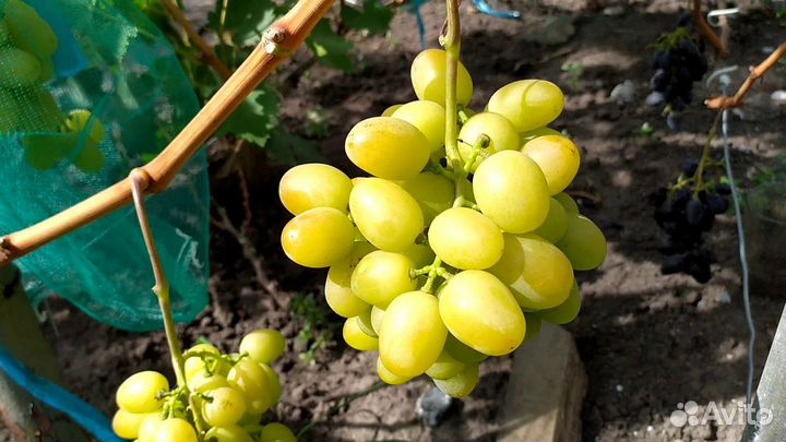 Саженцы винограда