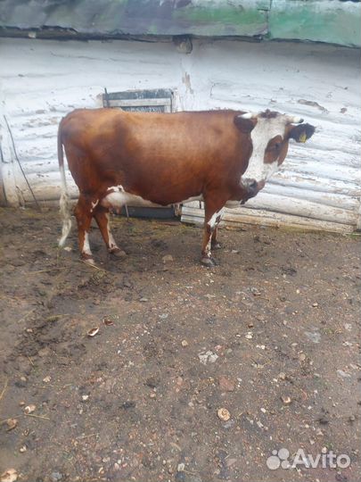 Корова дойная