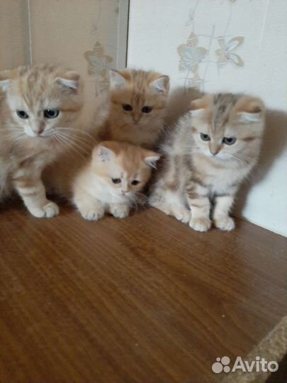Шотландские котята