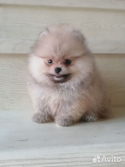 Девочка мини. Доставка