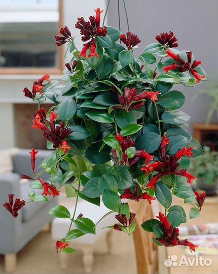 Комнатные растение красиво цветущее