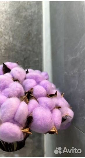 Хлопок натуральный, сухоцвет