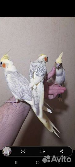 Попугаи Корелла Нимфа оптом