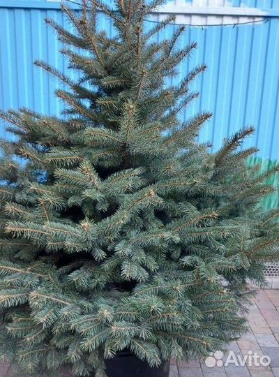 Ели от 1.2м