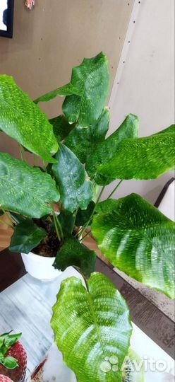 Калатея мозаика