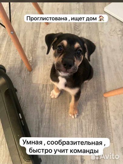 Спасите щенка