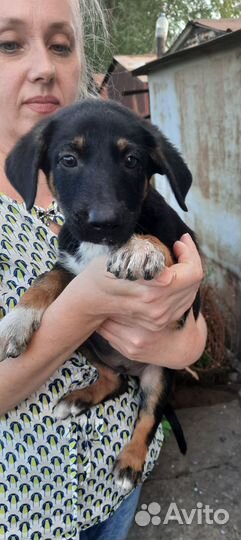 Щенок-мальчик в добрые руки