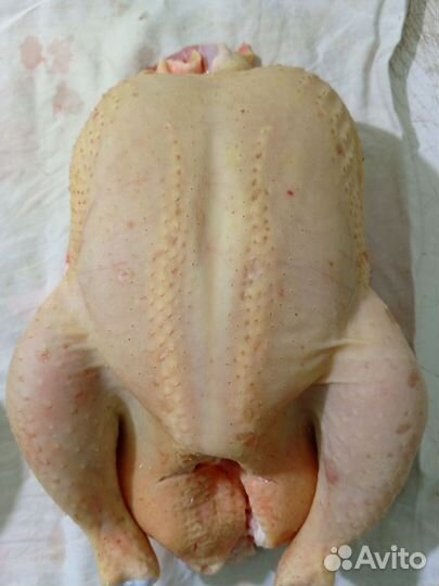Куры -бройлеры