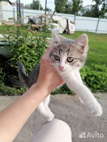 Котенок девочка 2 мес