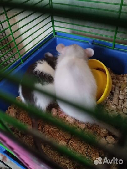 Крыса дамбо мальчики