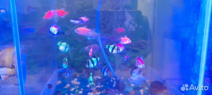 Рыбки аквариумные