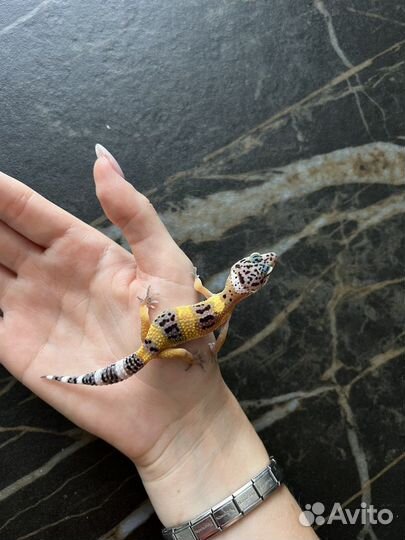 Эублефар малыши