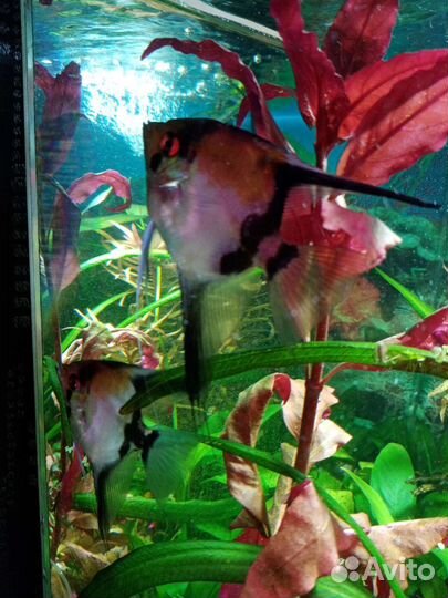 Аквариумные рыбки