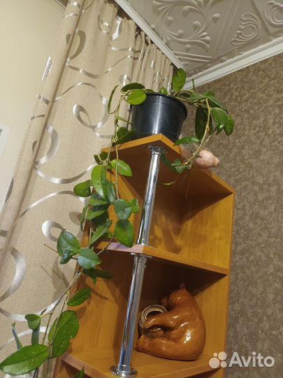 Комнатные цветы хойя