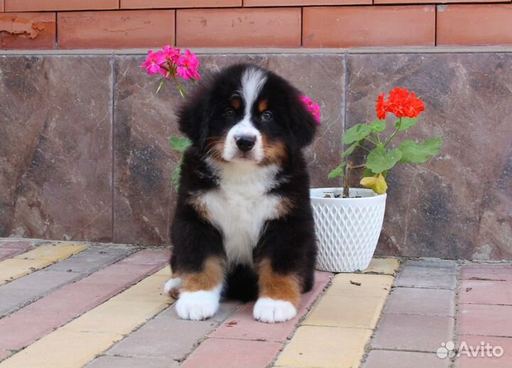 Берномишки