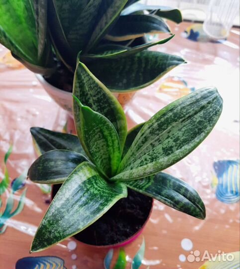 Сансевиерия сортовая