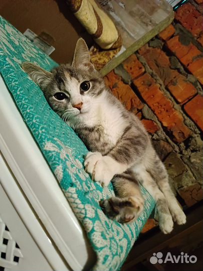 Отдам кошечку в добрые руки