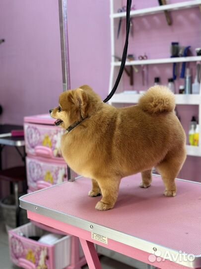 Стрижка собак и кошек. Грумер