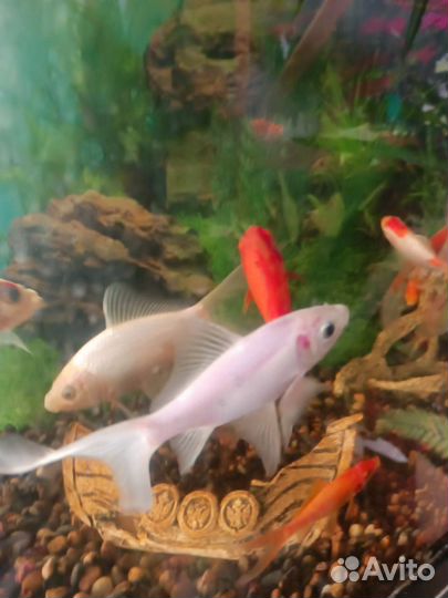 Золотая рыбка