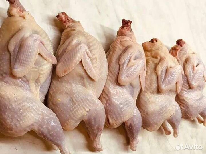 Тушки перепелов