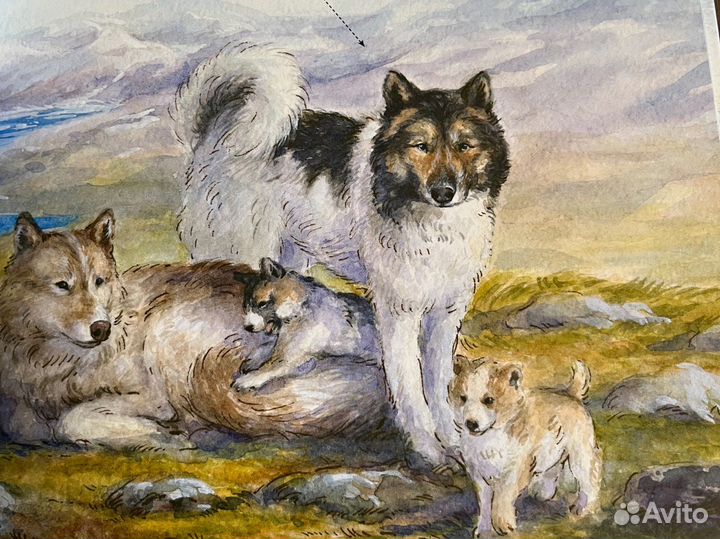 Книга Ездовые собаки Паулсен