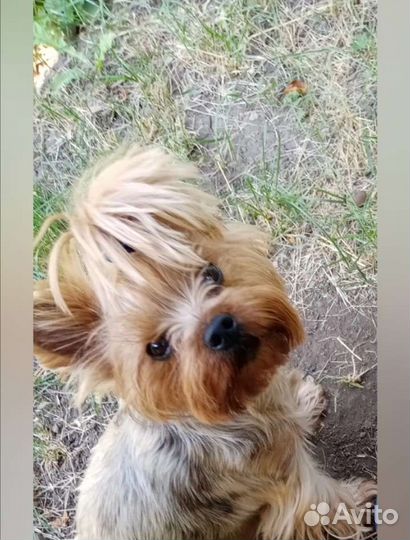 Йоркширский терьер