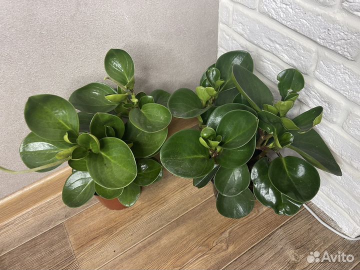 Пеперомия туполистная комнатеые цветы