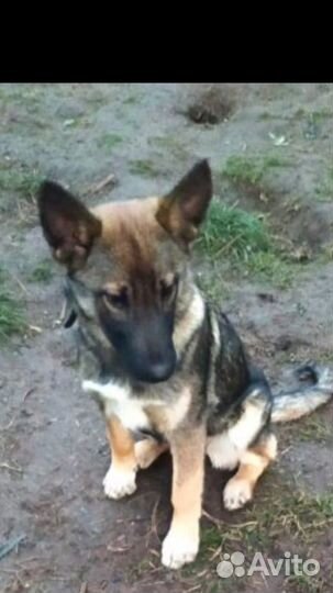 Умер хозяин.собака в дар в добрые руки