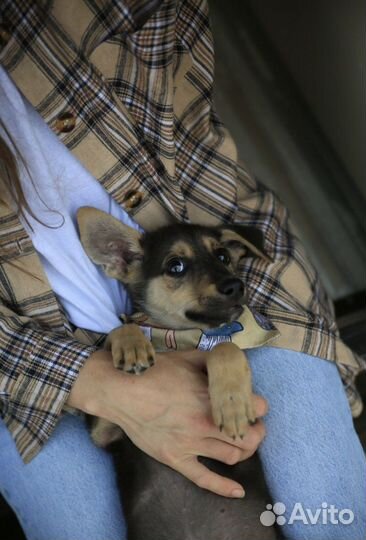 Щенок в добрые руки