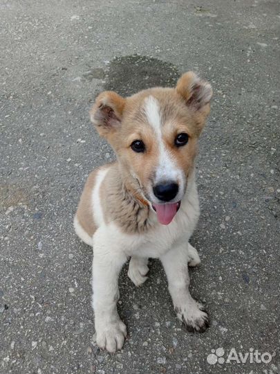 Щенок алабая