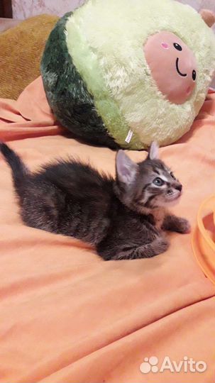 Котята в добрые руки бесплатно