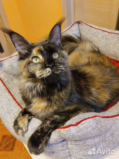 Котята мейн-кун девочки