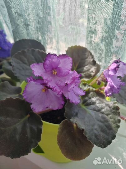 Комнатные цветы фиалки