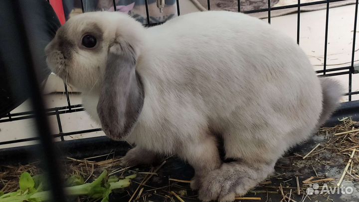 Кролик декоративный вислоухий баран