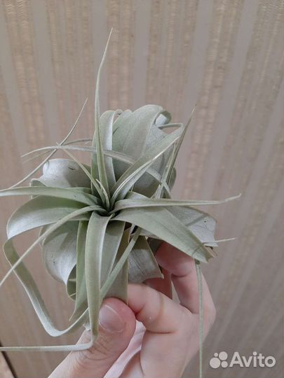 Тилландсия Ксерографика мини