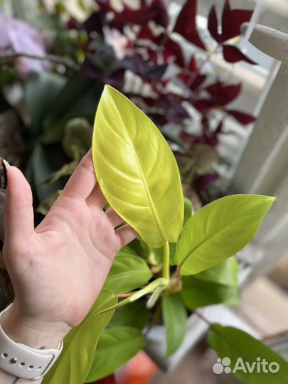 Филодендрон малай голд