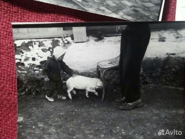 Фото «человек друг поросёнка» 1955/65 год ссср/9шт