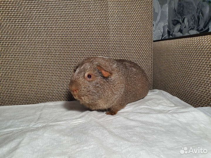 Морская свинка