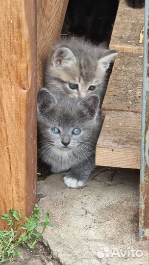 Кошки мышеловы