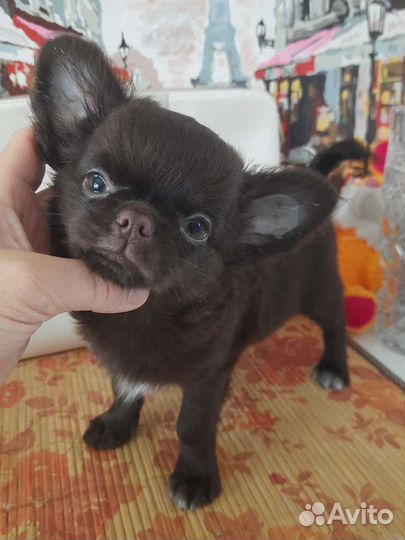 Чихуахуа красивый мальчик