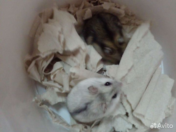 Джунгарские хомячата